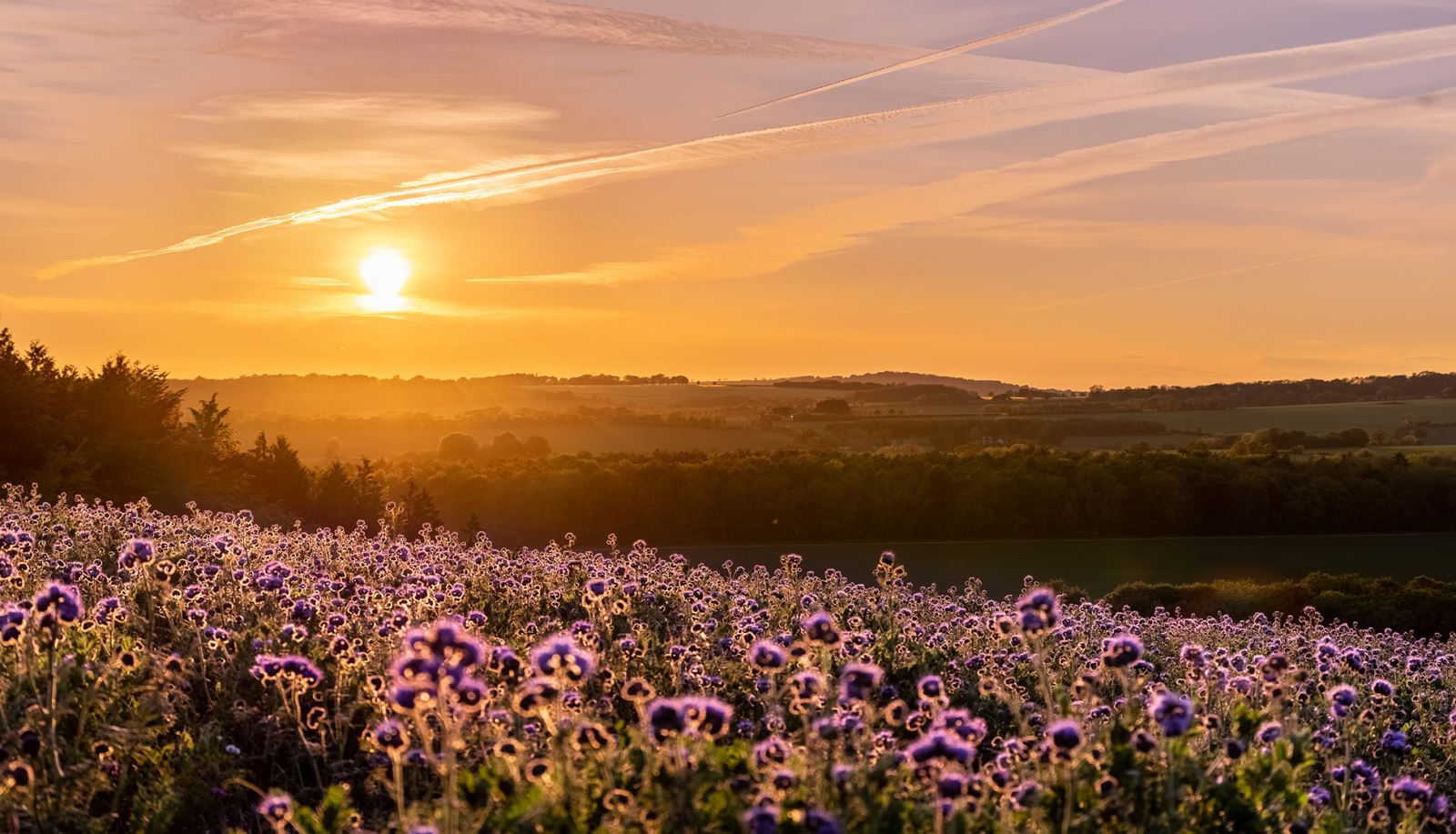 Fields by Hambledon at sunset